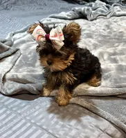 Lainey, a female Yorkshire Terrier for sale in Hot Springs, AR – Photo 6 of 6