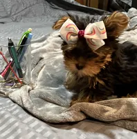 Lainey, a female Yorkshire Terrier for sale in Hot Springs, AR – Photo 4 of 6