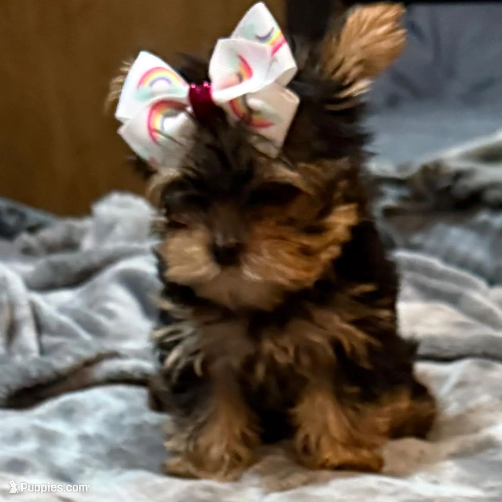 Lainey – Yorkshire Terrier puppy for sale in Hot Springs, AR