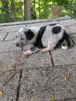 Male #3, a male Australian Cattle Dog for sale in McClure, PA – 3 of 3