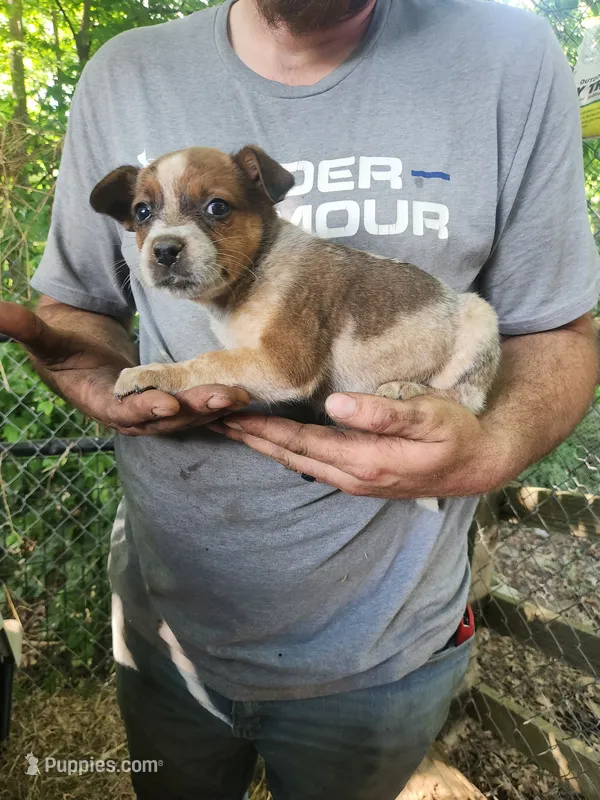 Female #5 – Australian Cattle Dog puppy for sale in McClure, PA
