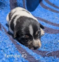 Female # 2, a female Australian Cattle Dog for sale in McClure, PA – 2 of 2