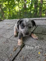 Male #3, a male Australian Cattle Dog for sale in McClure, PA – 2 of 3
