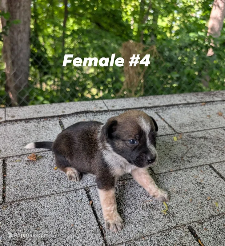 Female #4 – Australian Cattle Dog puppy for sale in McClure, PA