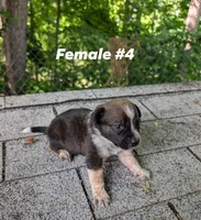 Female #4, a female Australian Cattle Dog for sale in McClure, PA – 1 of 3