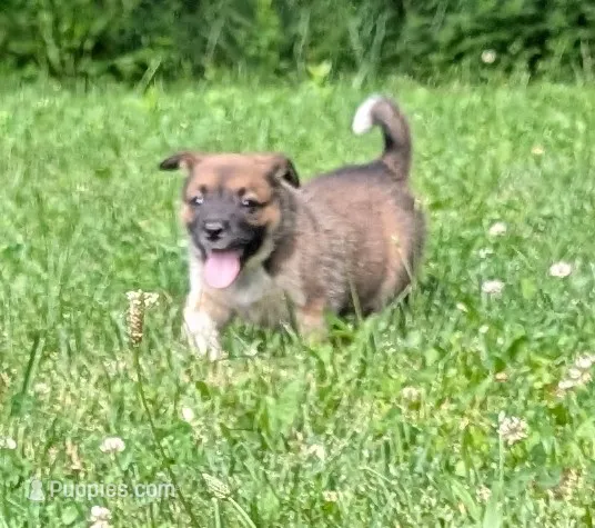 Female #3 – Australian Cattle Dog puppy for sale in McClure, PA