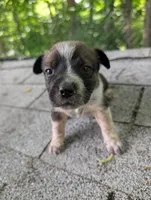 Female #4, a female Australian Cattle Dog for sale in McClure, PA – 3 of 3