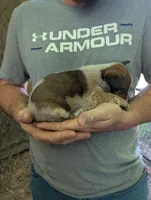 Female #5, a female Australian Cattle Dog for sale in McClure, PA – 4 of 4