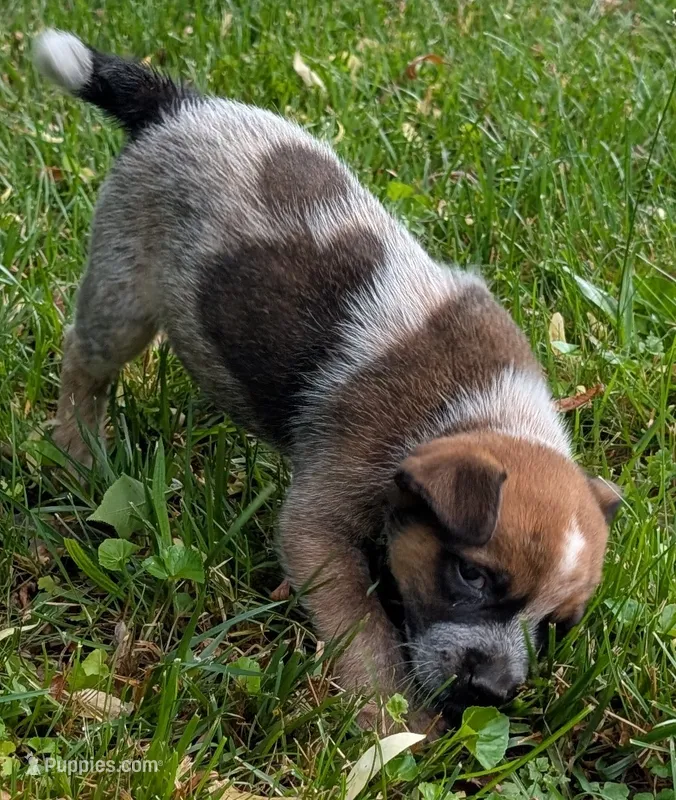 Male #2 – Australian Cattle Dog puppy for sale in McClure, PA