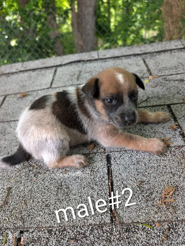 Male #2 – Australian Cattle Dog puppy for sale in McClure, PA