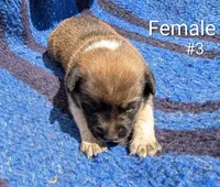 Female #3, a female Australian Cattle Dog for sale in McClure, PA – 2 of 2