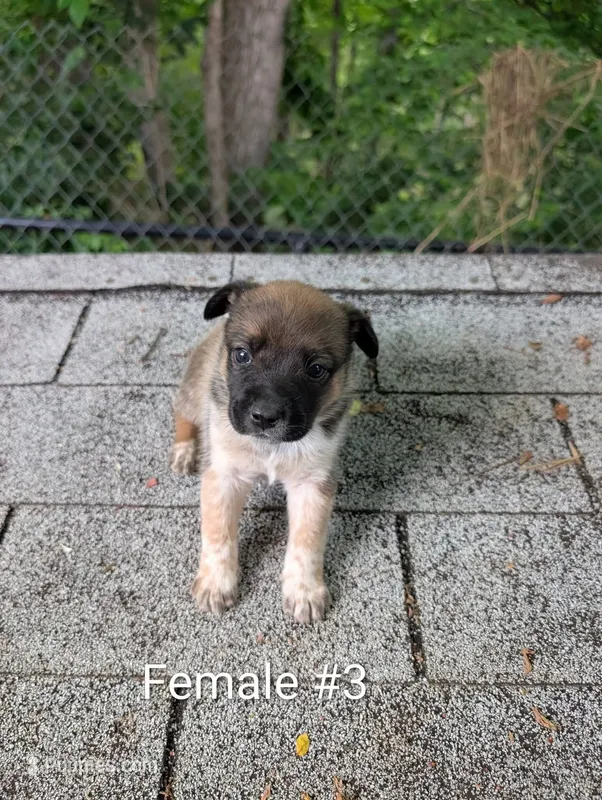 Female #3 – Australian Cattle Dog puppy for sale in McClure, PA