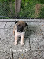 Female #3, a female Australian Cattle Dog for sale in McClure, PA – 1 of 2