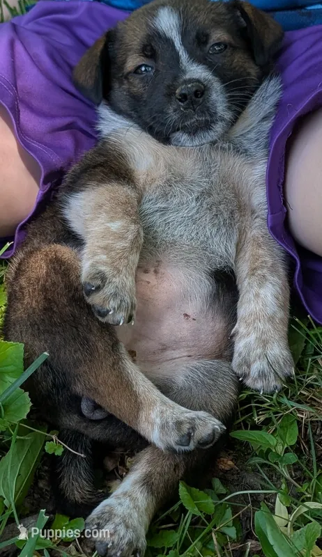 Female #4 – Australian Cattle Dog puppy for sale in McClure, PA