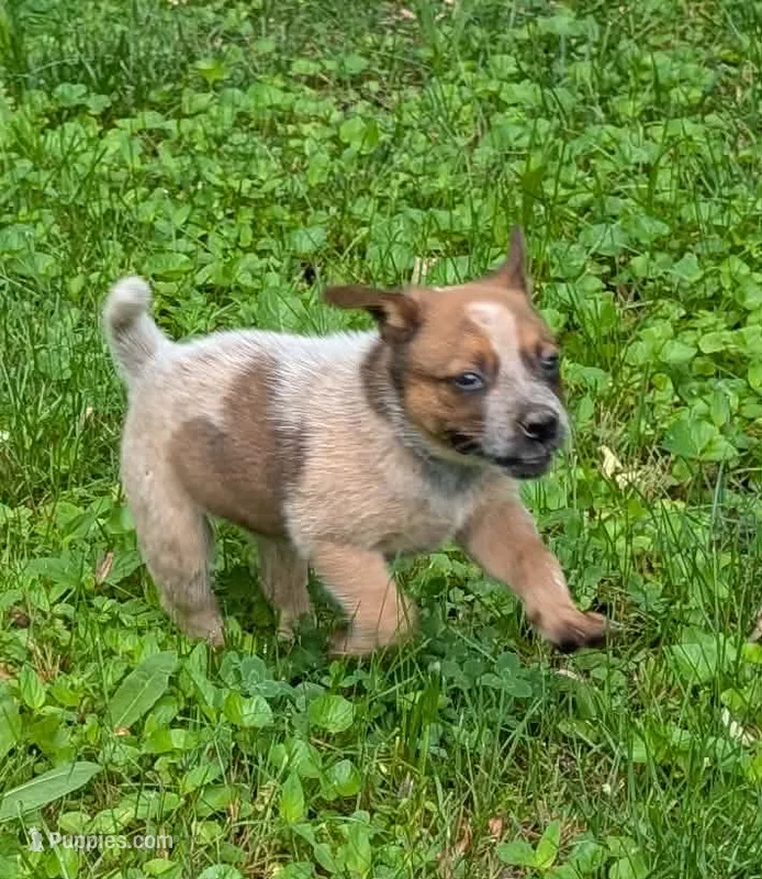 Female #5 – Australian Cattle Dog puppy for sale in McClure, PA
