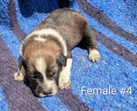 Female #4, a female Australian Cattle Dog for sale in McClure, PA – 2 of 3
