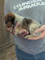 Female #5, a female Australian Cattle Dog for sale in McClure, PA – 2 of 4