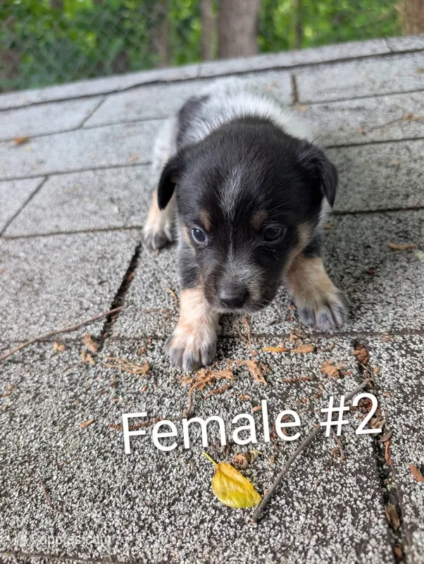 Female # 2 – Australian Cattle Dog puppy for sale in McClure, PA