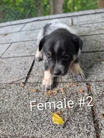 Female # 2, a female Australian Cattle Dog for sale in McClure, PA – 1 of 2