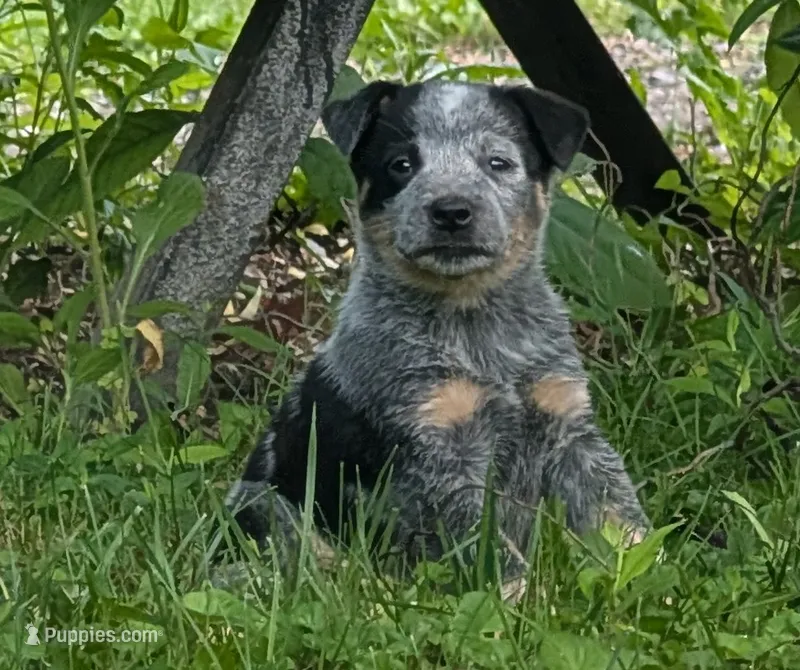 Male #3 – Australian Cattle Dog puppy for sale in McClure, PA
