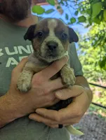 Female #5, a female Australian Cattle Dog for sale in McClure, PA – 3 of 4