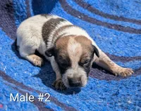 Male #2, a male Australian Cattle Dog for sale in McClure, PA – 2 of 2