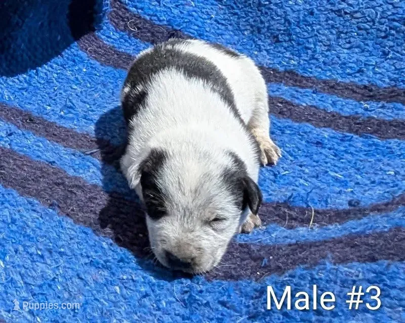 Male #3 – Australian Cattle Dog puppy for sale in McClure, PA
