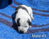 Male #3, a male Australian Cattle Dog for sale in McClure, PA – 1 of 3