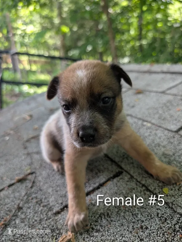 Female #5 – Australian Cattle Dog puppy for sale in McClure, PA