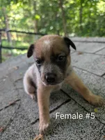 Female #5, a female Australian Cattle Dog for sale in McClure, PA – 1 of 4