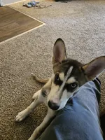 Lobo, a male Siberian Husky for sale in Marysville, WA – 3 of 4