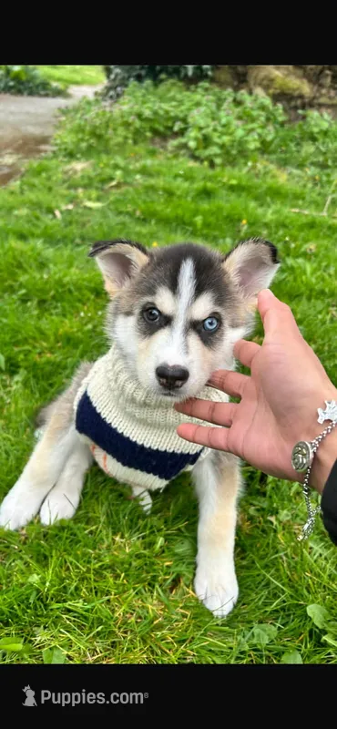 Lobo – Siberian Husky puppy for sale in Marysville, WA