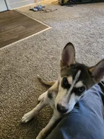 Lobo, a male Siberian Husky for sale in Marysville, WA – 2 of 4