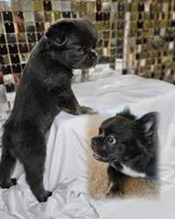 Primavera, the Gentle Observer 🐾, a female French Bulldog for sale in Potomac, MD – Photo 1 of 7