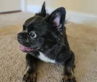 Primavera, the Gentle Observer 🐾, a female French Bulldog for sale in Potomac, MD – Photo 2 of 7