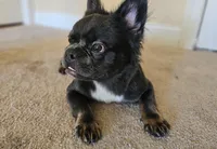 Primavera, the Gentle Observer 🐾, a female French Bulldog for sale in Potomac, MD – Photo 3 of 7