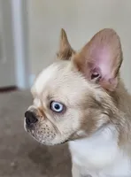 Cocoa Fawn Merle covered in Cream Fluffy , a female French Bulldog for sale in Potomac, MD – Photo 2 of 4