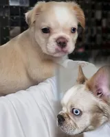 Cocoa Fawn Merle covered in Cream Fluffy , a female French Bulldog for sale in Potomac, MD – Photo 1 of 4