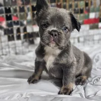 Lilac and Tan Fluffy French Bulldog Ready 2 go, a female French Bulldog for sale in Potomac, MD – Photo 6 of 9