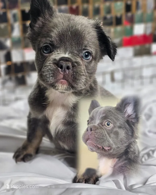 Lilac and Tan Fluffy French Bulldog Ready 2 go – French Bulldog puppy for sale in Potomac, MD