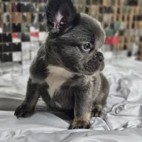 Lilac and Tan Fluffy French Bulldog Ready 2 go, a female French Bulldog for sale in Potomac, MD – Photo 5 of 9