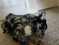 Rosado, The curious showstopper, a female French Bulldog for sale in Potomac, MD – Photo 3 of 3