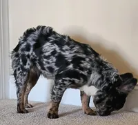 Rosado, The curious showstopper, a female French Bulldog for sale in Potomac, MD – Photo 2 of 3