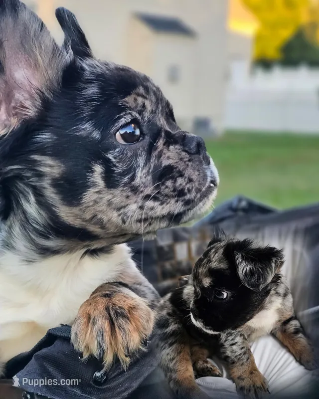 Rosado, The curious showstopper – French Bulldog puppy for sale in Potomac, MD
