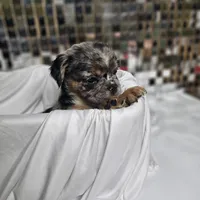 Black & Grey Merle Fluffy w/ Tan points , a male French Bulldog for sale in Potomac, MD – Photo 4 of 10