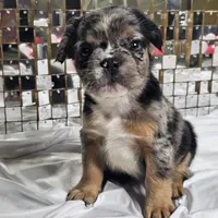 Black & Grey Merle Fluffy w/ Tan points , a male French Bulldog for sale in Potomac, MD – Photo 6 of 10