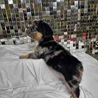 Black & Grey Merle Fluffy w/ Tan points , a male French Bulldog for sale in Potomac, MD – Photo 8 of 10