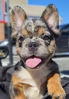 Black & Grey Merle Fluffy w/ Tan points , a male French Bulldog for sale in Potomac, MD – Photo 3 of 10