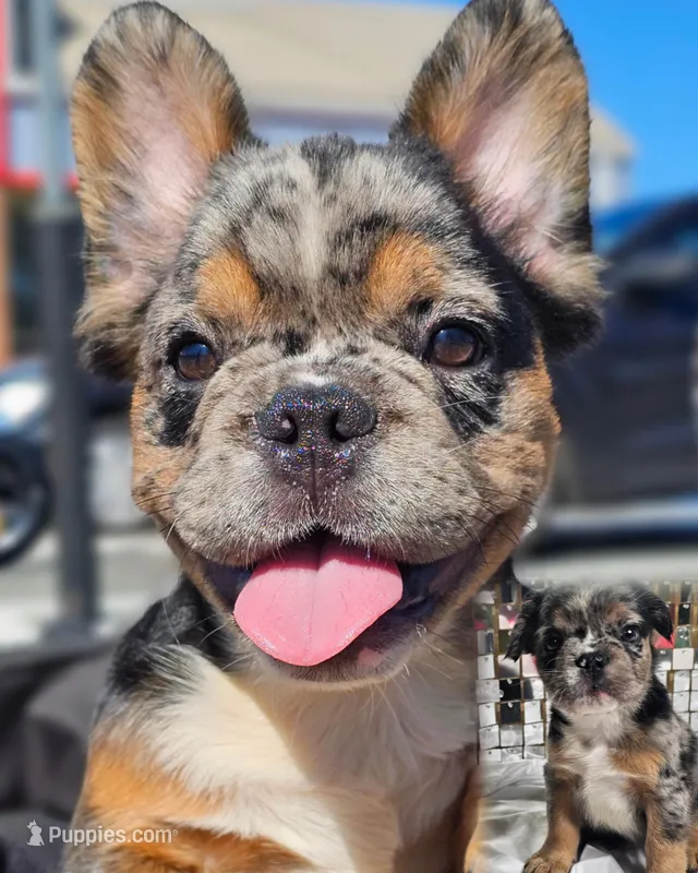 Black & Grey Merle Fluffy w/ Tan points  – French Bulldog puppy for sale in Potomac, MD