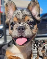 Black & Grey Merle Fluffy w/ Tan points , a male French Bulldog for sale in Potomac, MD – Photo 1 of 10